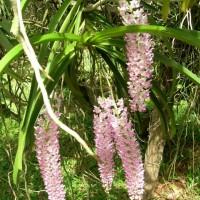 Rhynchostylis retusa (L.) Blume